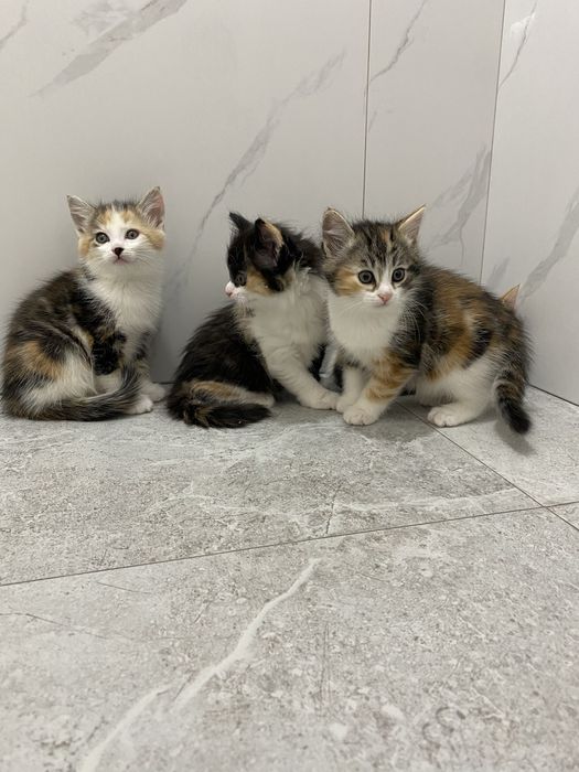Отдам котят возраст 2 месяца