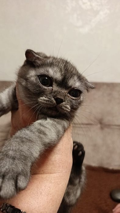 Продам котёнка Скоттиш Фолд.