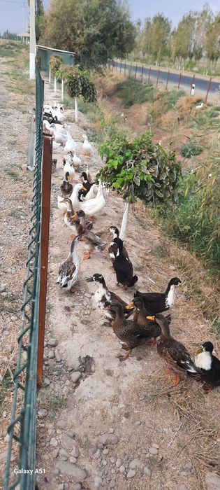 Урдаклар сотилади.