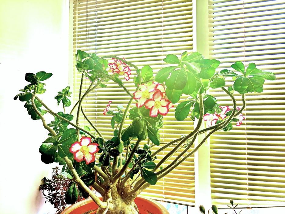 Продам Адениум !