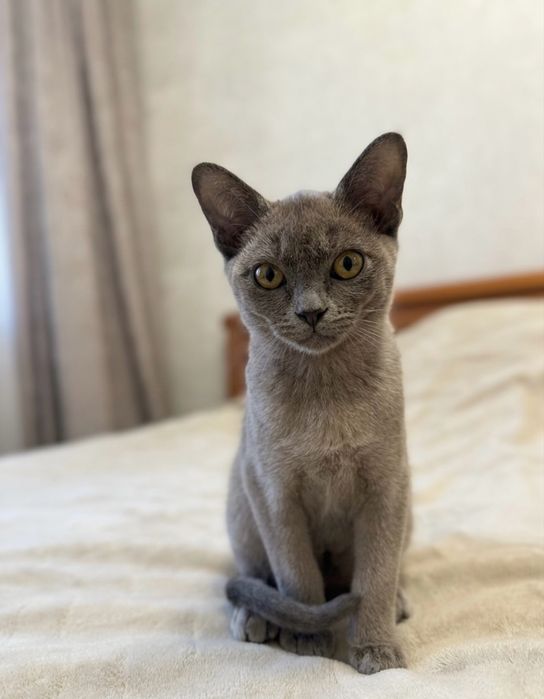 Бурманский котенок