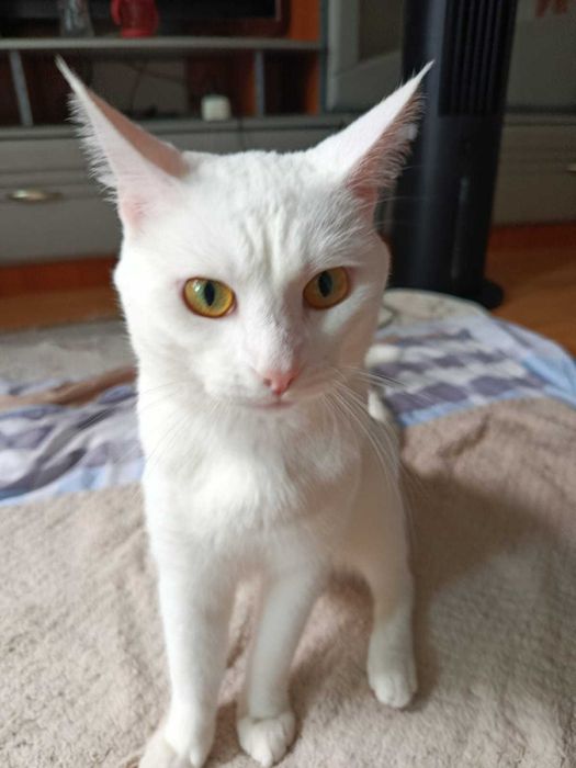Отдам кота в хорошие руки.