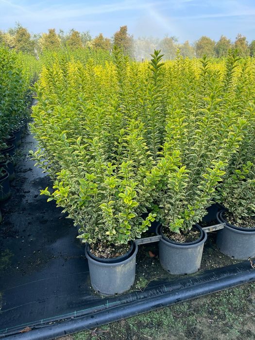 Prunus laurocerasus tufa ideal pentru a forma un gard viu