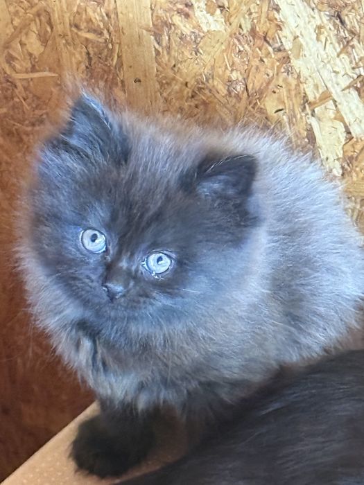 Отдам  шикарного котенка