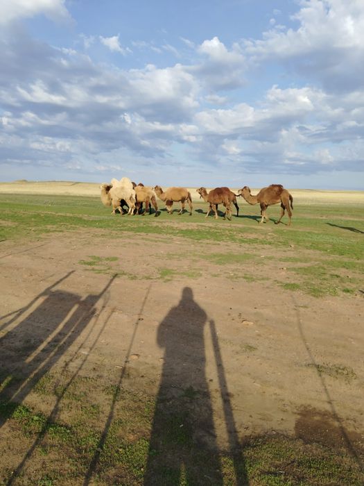 Түйе сатылады Ақтөбеден