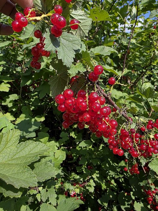 Продам дачу в кооперативе Мелиоратор