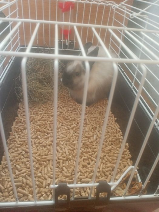 Декоративный кролик в клетке с приданным