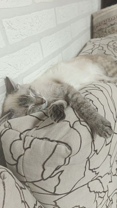 Кошечка /////В добрые Руки//////