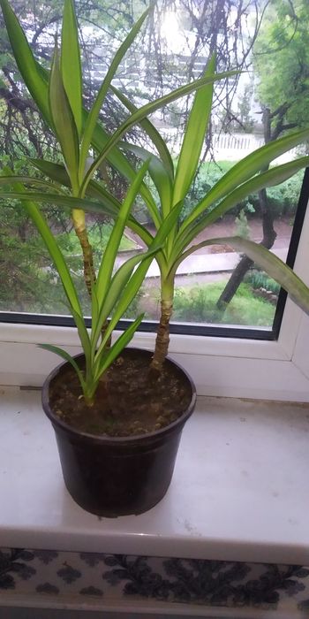 Цветок  драцена комнатные растения