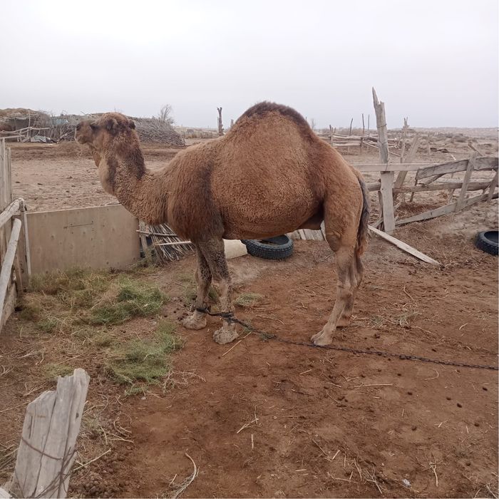 Түйе .      Үлек.  .