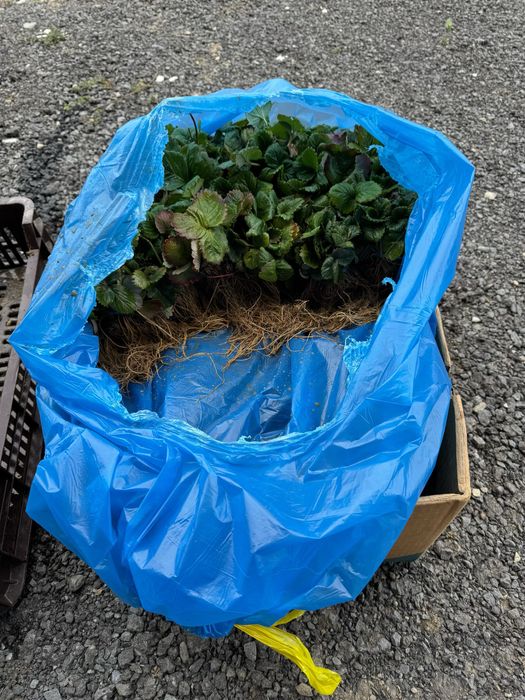 Stoloni capsuni soiul Asia si Clery.  1Ron/buc