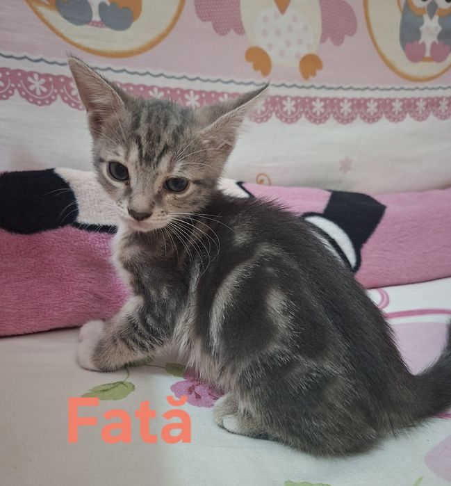 Donez pui de pisică