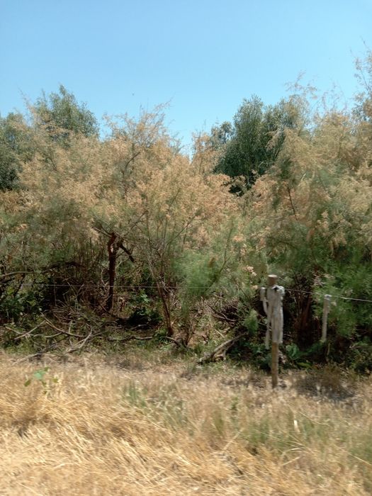 Miere din Delta Dunării, din flora spontană, sălbatică bio a deltei