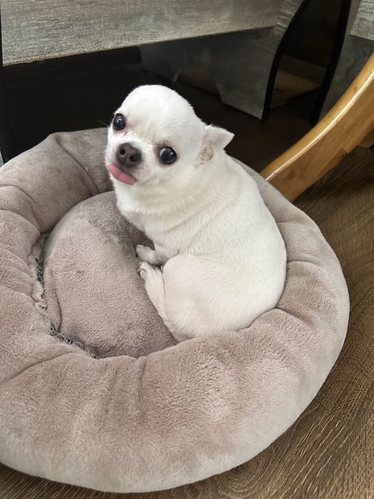 Продам собак пудель чихуа