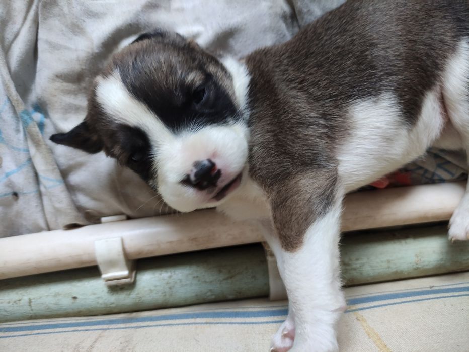 Щенки стаффа и азиата