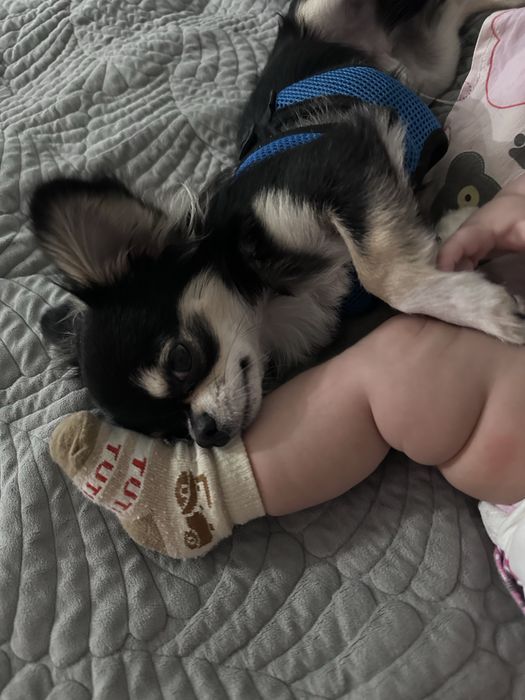 Продам собачку чихуахуа