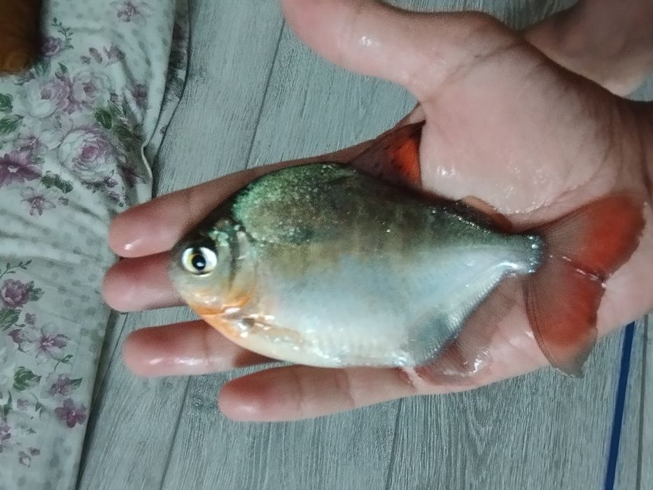 Акварюмние рибки