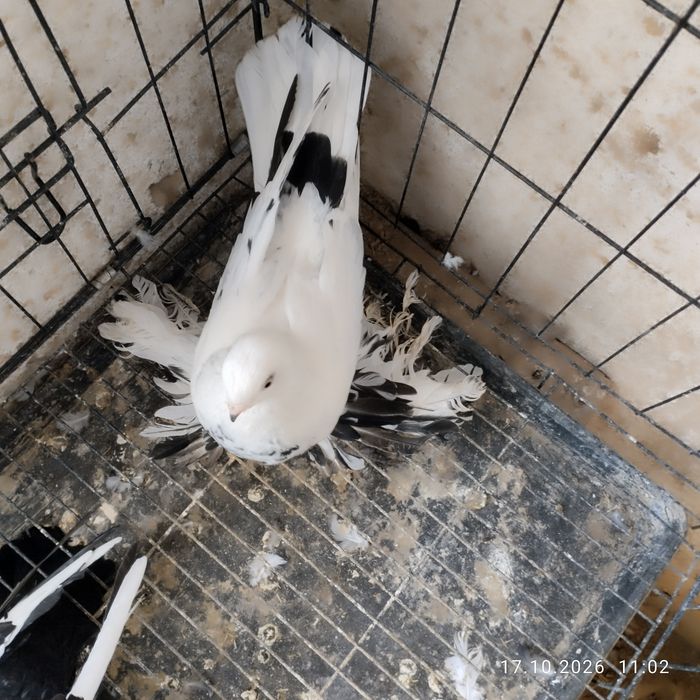 Голуби Сочи две пары