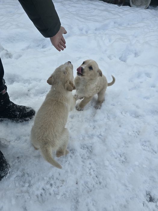 Щенки мальчики мать Хаски+лайка