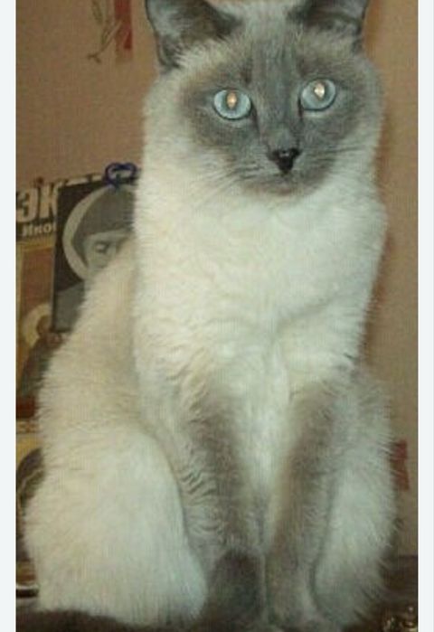 детский садик для животных