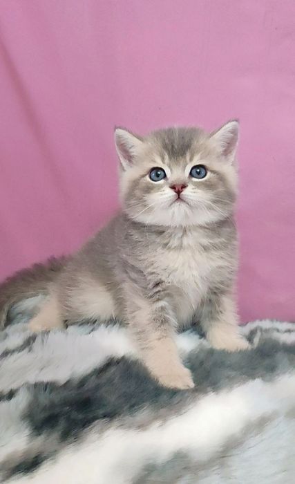 британский мальчик голубая шиншилла