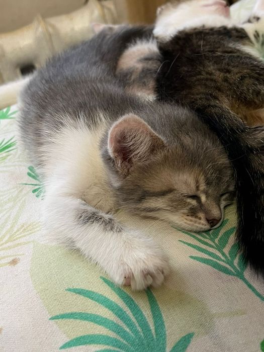 отдам котят в добрые руки