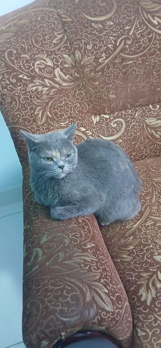 britanska kratkodlaka qiz bola