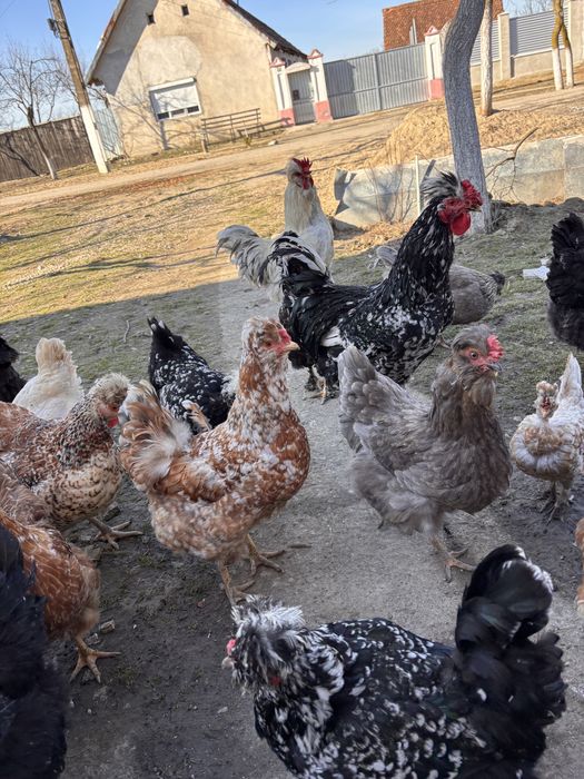 Oua de incubat de la   gaini motate