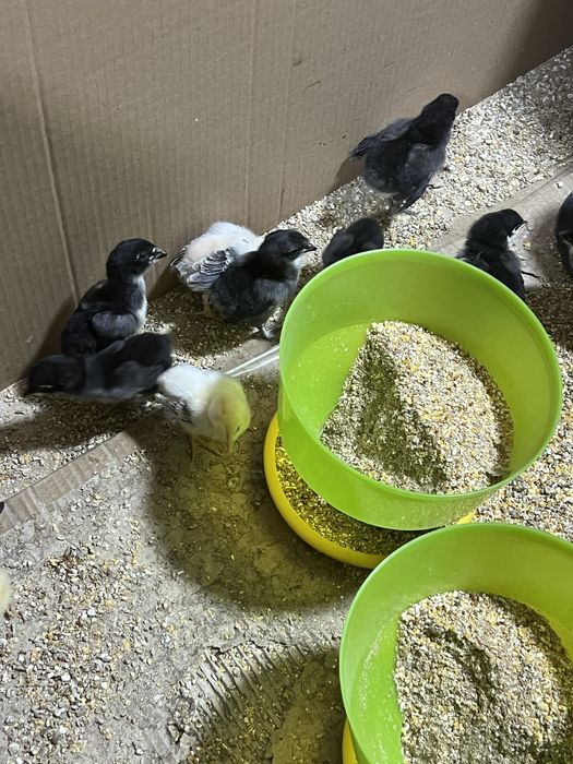 Jo’jalar sotiladi Qora shahzoda, dakang jo’jalar