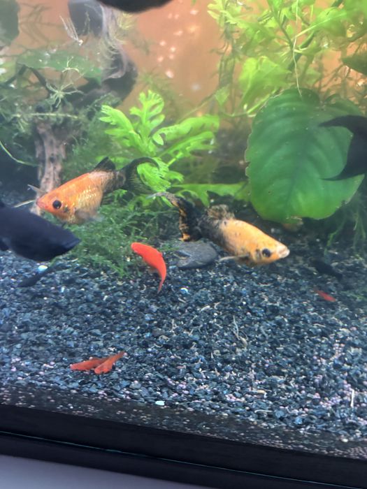 Рыбки Моллинезия