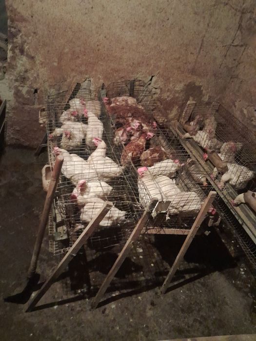 Sendi tovuqlari sotiladi