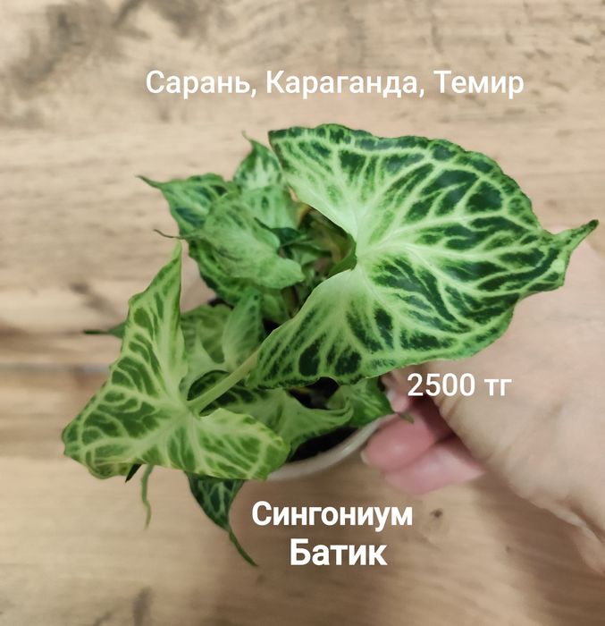 Сингониум 1  сингониум