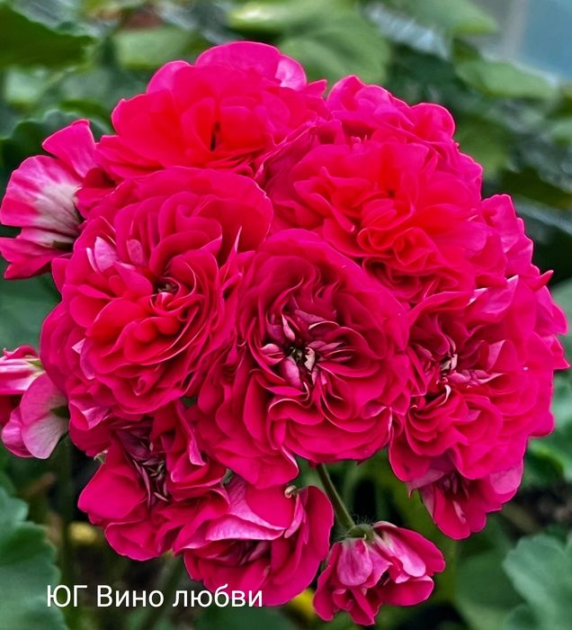 Пеларгонии укорененные черенки