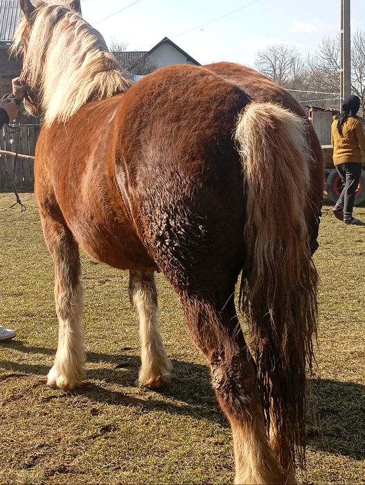 Iapa si manza de vanzare