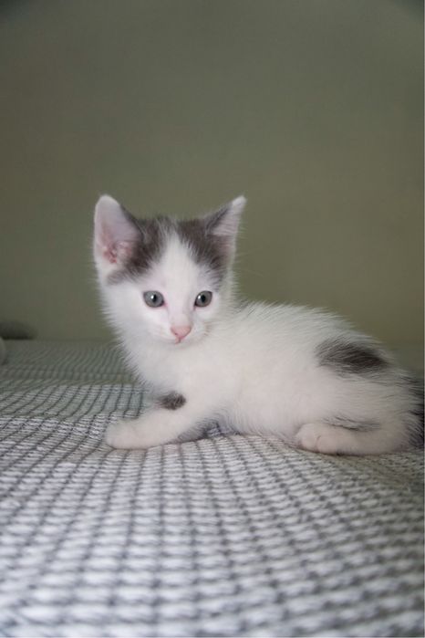 котенок ищет дом