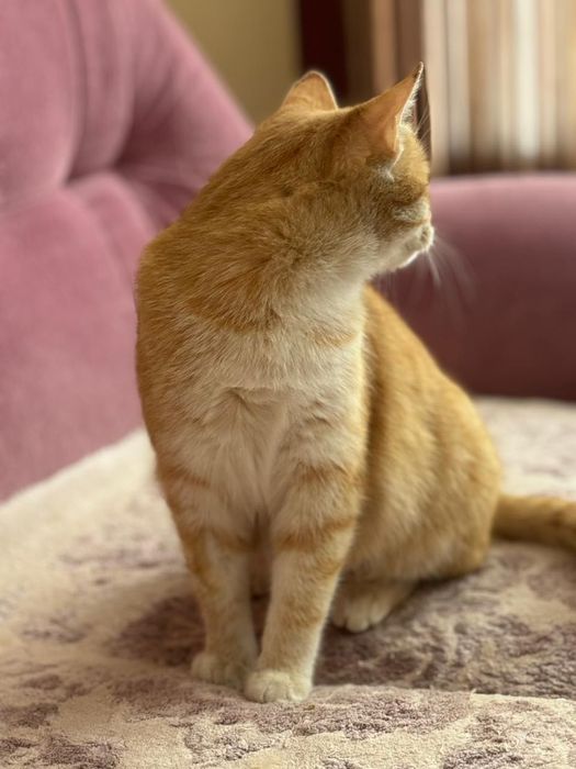 Молодая ласковая кошечка