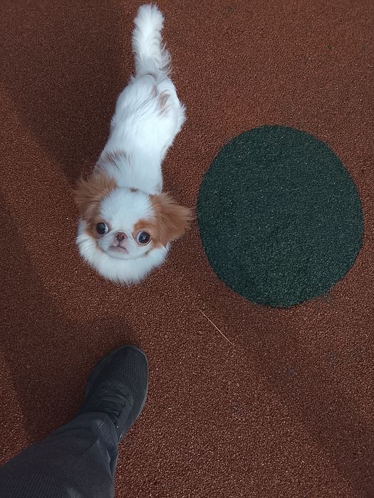 Сабачка японский хин