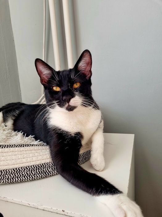 Търси осиновители