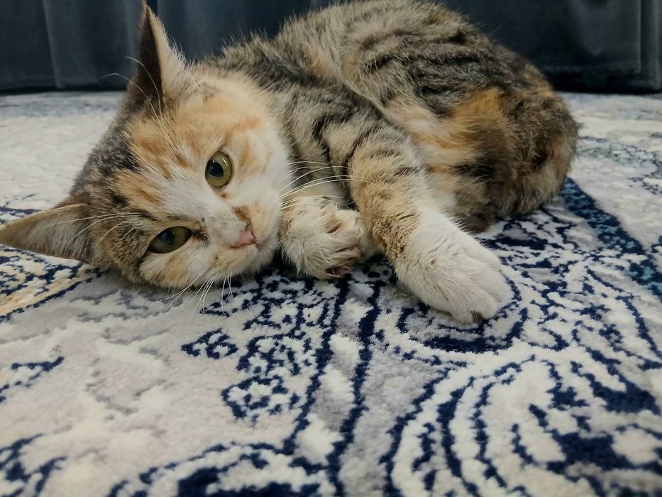 Хадия га берилади