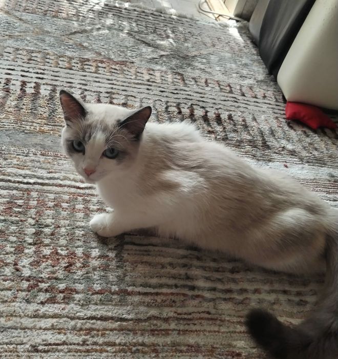Отдам кота и кошку.