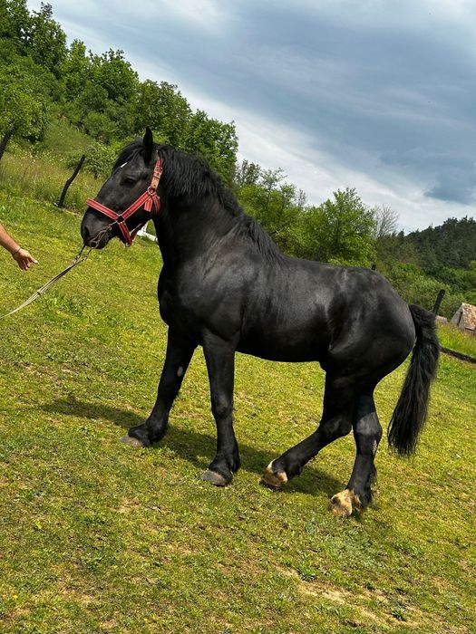 Vand Armăsar  de 4 anie negru cu acte
