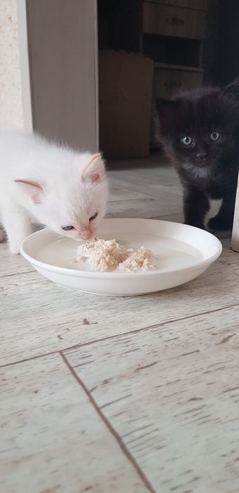 Котенок в добрые руки