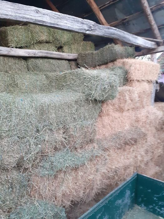 Vand baloți lucernă