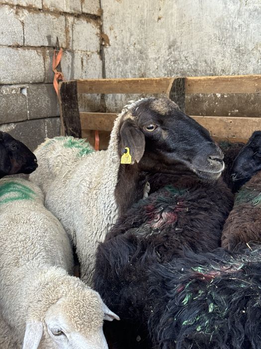 Баран Қой сатылады