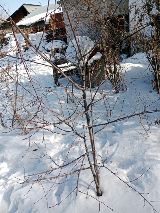 Продам саженцы вишни