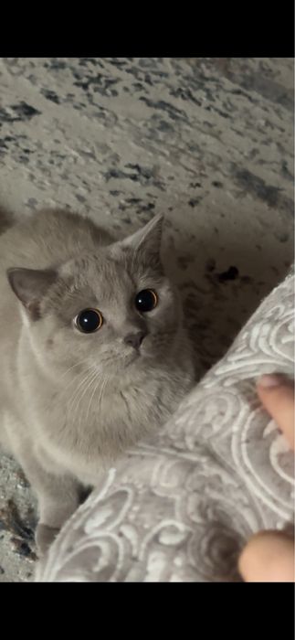 Отдаем кошку в добрые руки