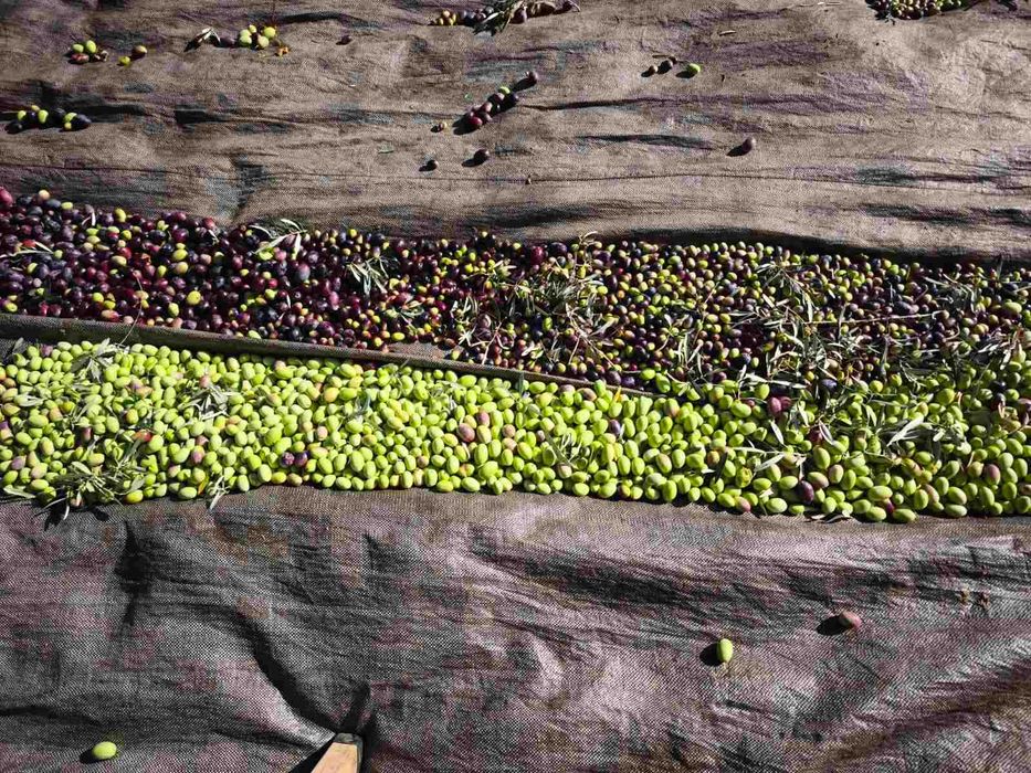 Домашен зехтин – реколта 2025 | студено пресован | 5 кг тенекия