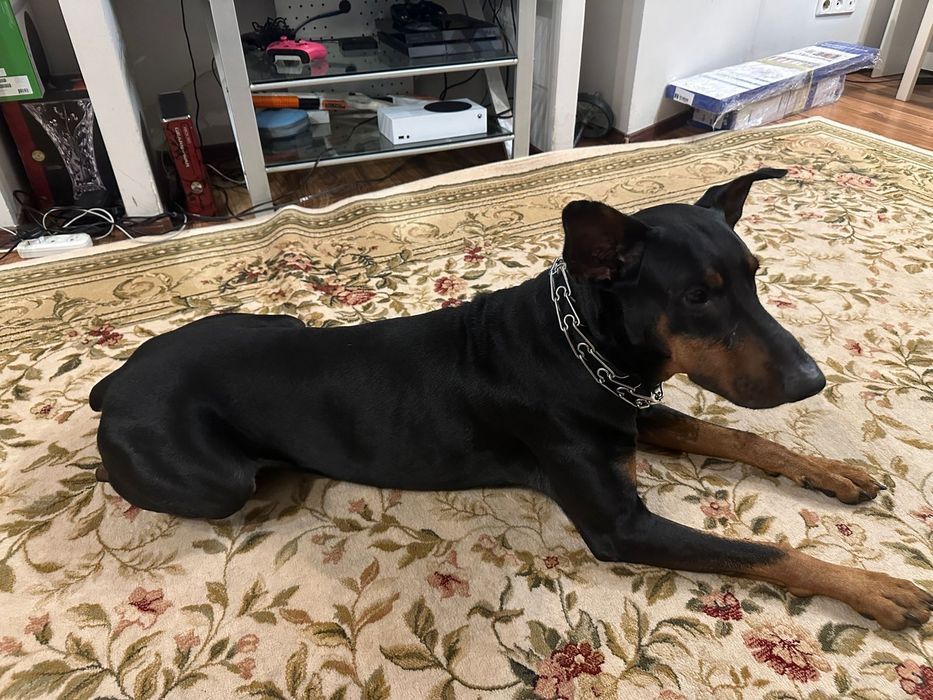 Вязка добермана (американский тип). Кобель Рик, 6 лет