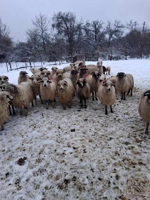 Vând 32 de oi 17 cu mei si 15 gata sa fete