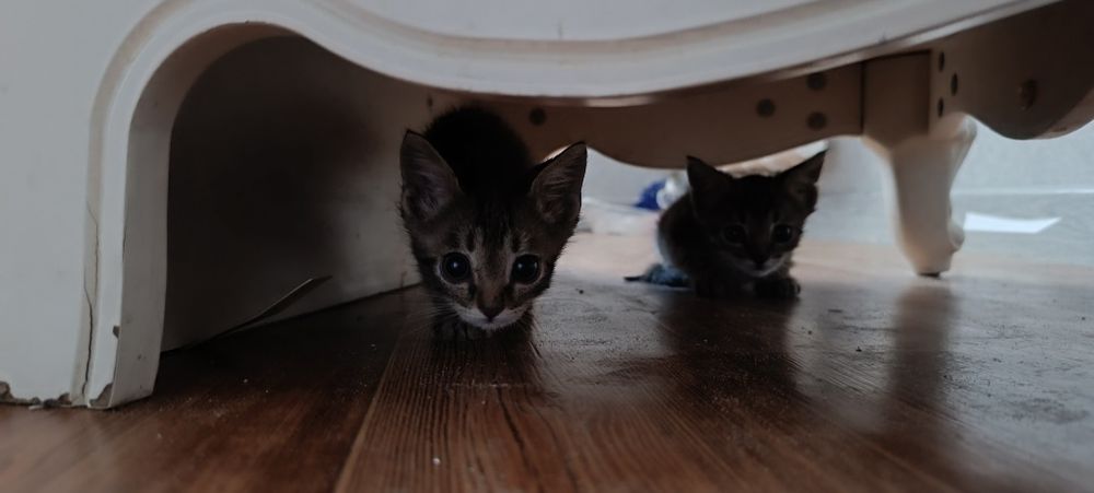 Котята в добрые руки